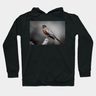 American Robin Hoodie